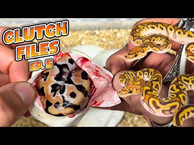 Clucth Files Ep. 5 :  DG Puzzle, SOD Hypo Clown and Freeway Clown