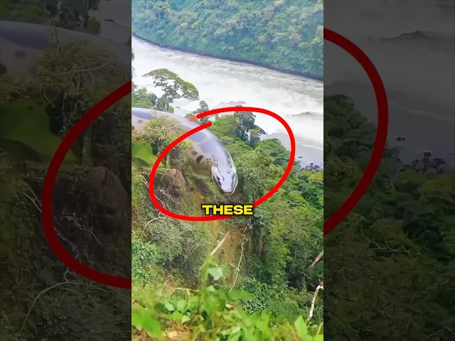 Top 5 Biggest Snakes Ever Discovered