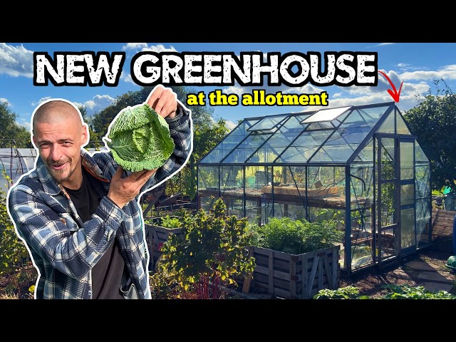 I Finally Got My New Greenhouse Setup At My Allotment!