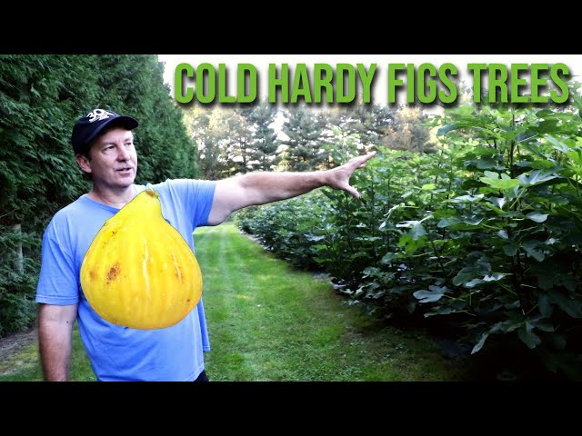 Cold Hardy Fig Trees with Bill Lauris