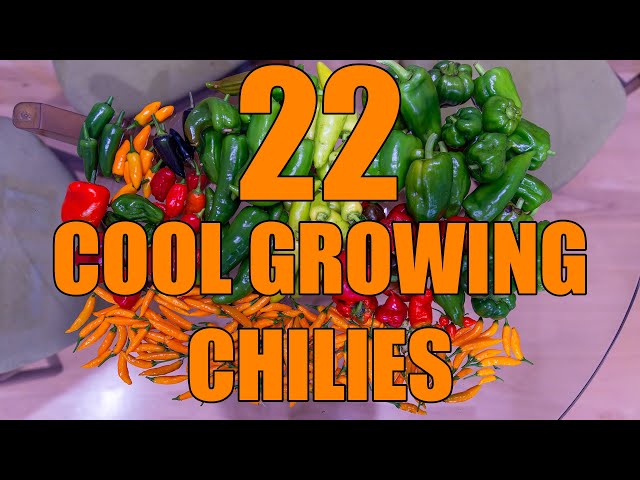 Chilies That THRIVE in Cool Coastal Climates