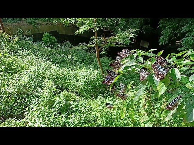 茂林國家風景區賞蝶最新蝶況113 10 11