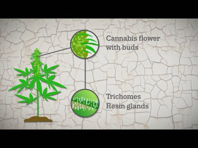 Cannabis resin production explained