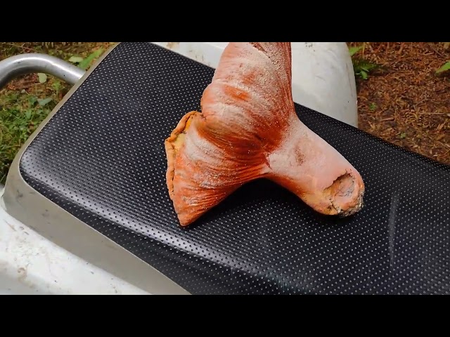 Lobster Mushroom