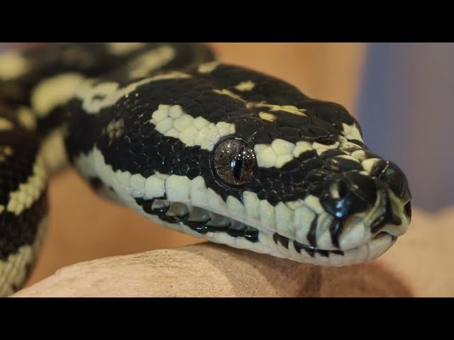 Jungle Carpet Python - Scorpion 05