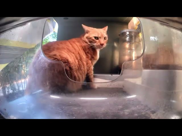 Cat Feast Timelapse at Auspicious Restaurant! 💞😺 Street Cat Edit