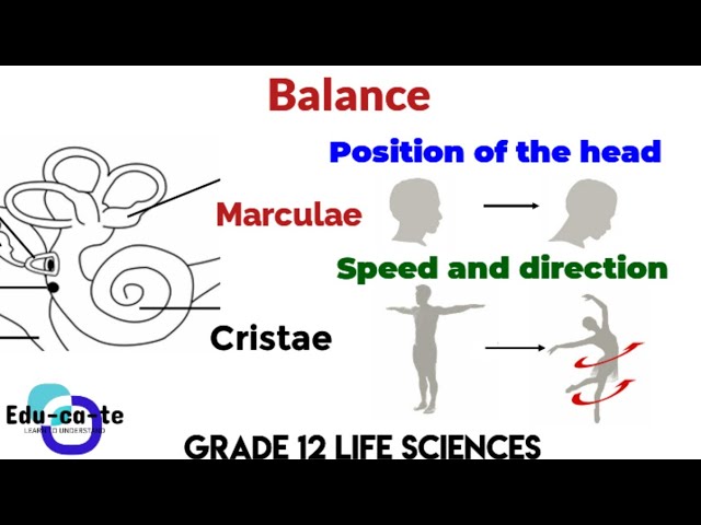 Balance - The human Ear (Grade 12 Life Sciences)