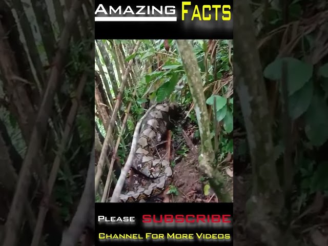 Big Snake Eat Something In The Forest By #Amazingfacts #Shorts   3