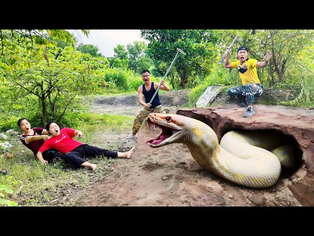 Brave Hunters Dig Out to Capture a Ferocious Giant White Python Underground