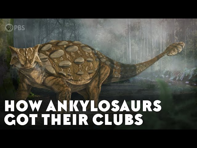 How Ankylosaurs Got Their Clubs