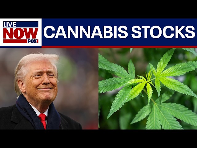 Cannabis stocks surge after reports that Trump may reclassify the drug this week