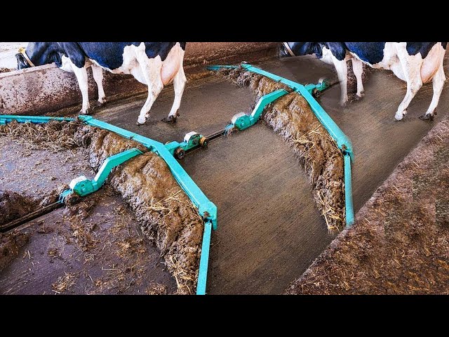 Amazing Modern Automatic Cow Farming Technology - Fastest Feeding, Cleaning and Milking Machines