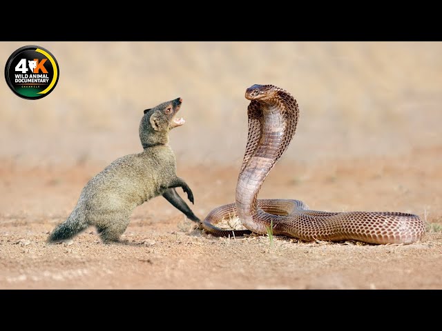 Mongoose: The Story Of An Unlikely Predator | Wild Animal Documentary