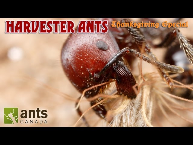 A Bearded Ant?!!! | Harvester Ants (Thanksgiving Special Part 2)