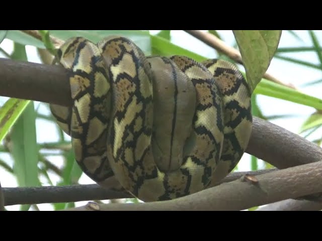 Baby Python sleeping on a tree