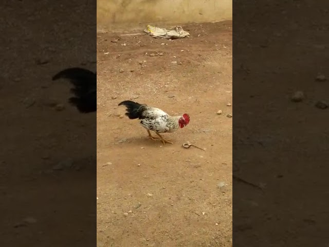 Rooster Eating  snake