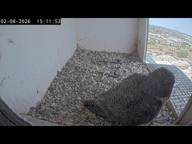 Peregrine Falcon inside