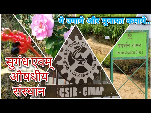 CIMAP | केंद्रीय सुगंध एवं औषधीय संस्थान | ऐसी खेती करे