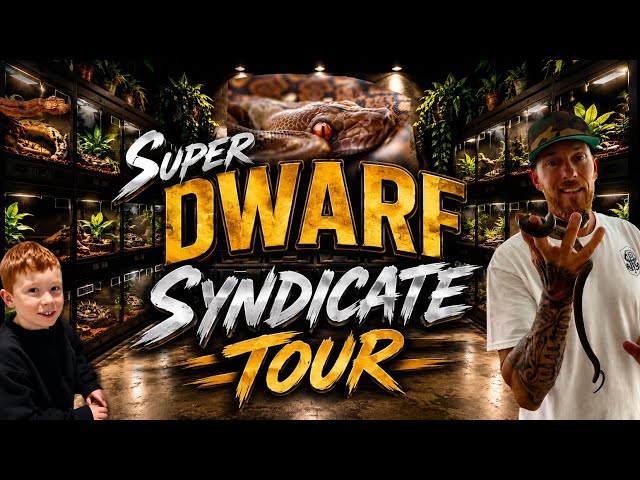 Super Dwarf Syndicate Snake Collection Tour 