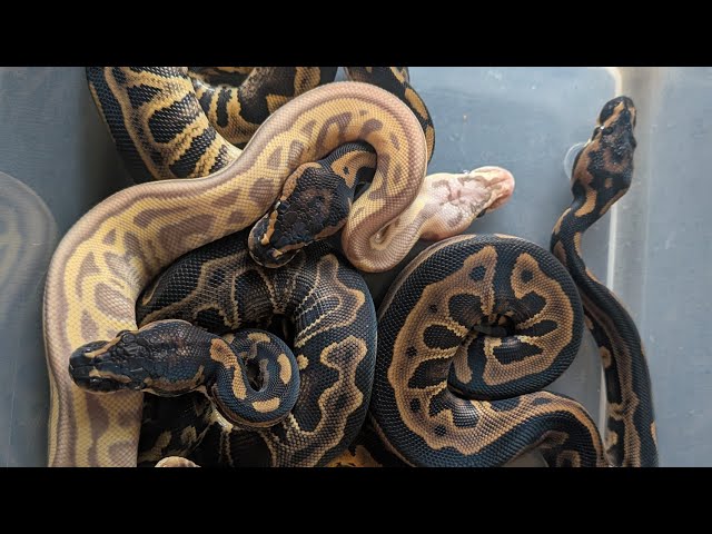 I Got the Best Surprise! Baby Snakes!