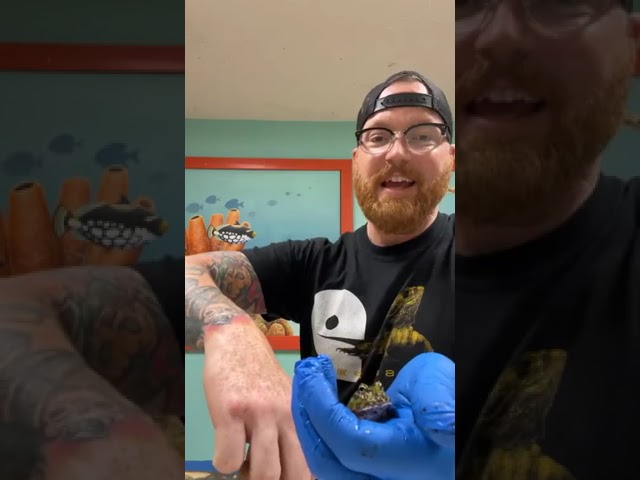 Pac-Man frog facts while reading a story!