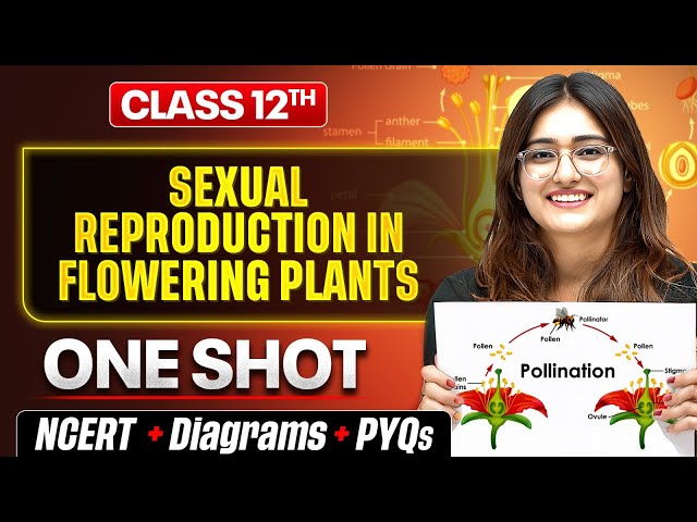 Sexual Reproduction In Flowering Plants Class 12 🔥| NCERT + Diagram + PYQs | Biology chapter 1