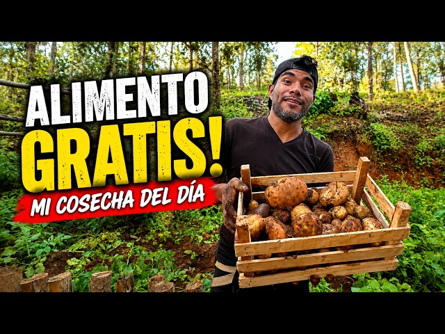 Living isolated in the mountains: harvesting our food and improving energy