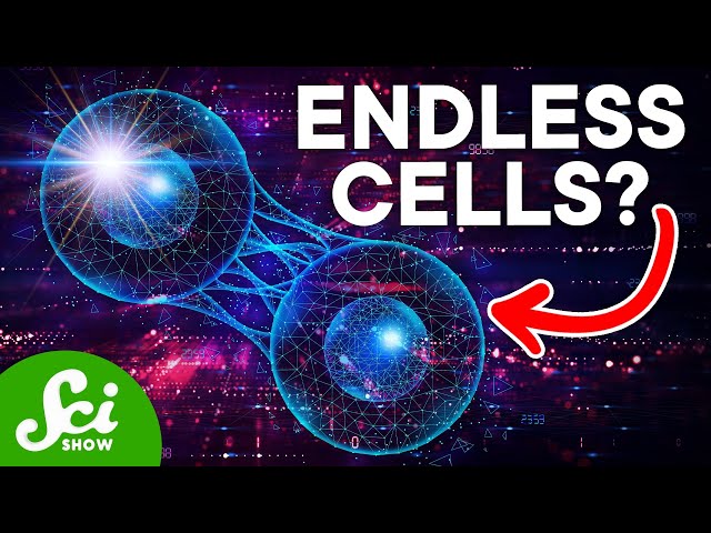 The Rise and Fall of Stem Cell Research