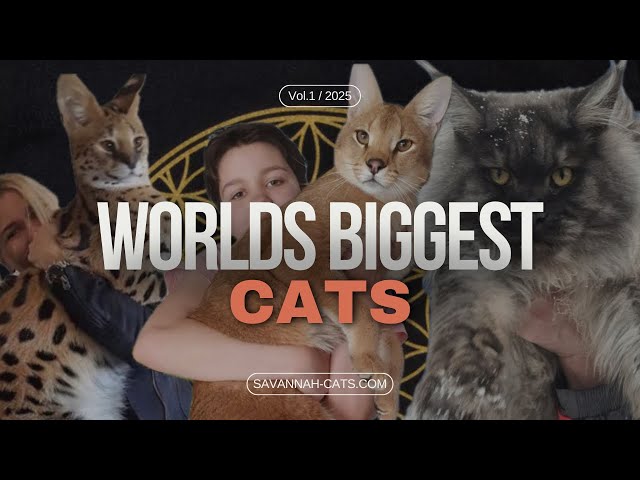 Worlds Biggest House Cats & Hybrids [2024]