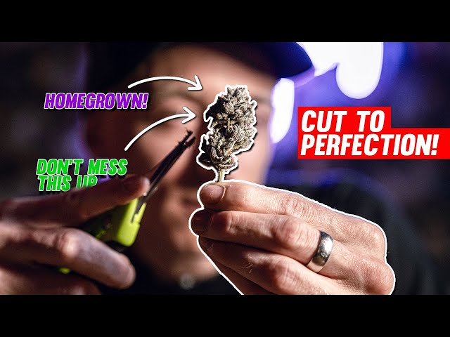 How to trim your cannabis, what mistakes should you avoid | EP8
