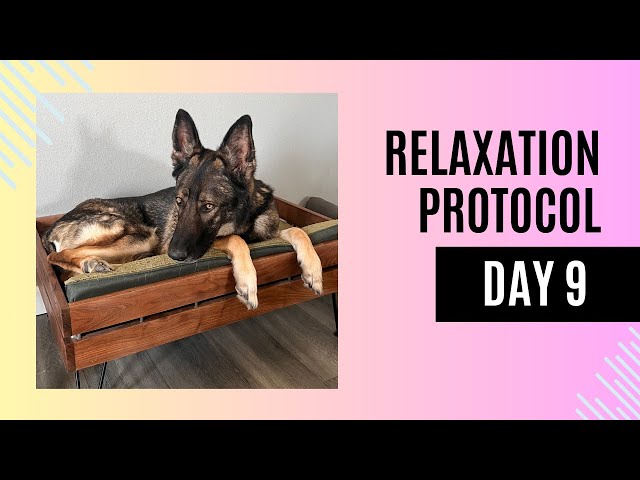 Relaxation Protocol Day 9: Mastering Calm in Everyday Situations