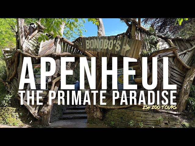 Apenheul Tour | The Free-roaming Monkey Zoo!