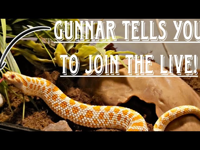 SHOWING THE BABY BALL PYTHONS IN THE LIVE | WESTBAY REPTILES
