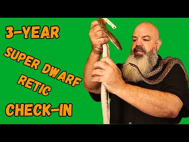 3-Year-Old Super Dwarf Check-In: How Big Are They?
