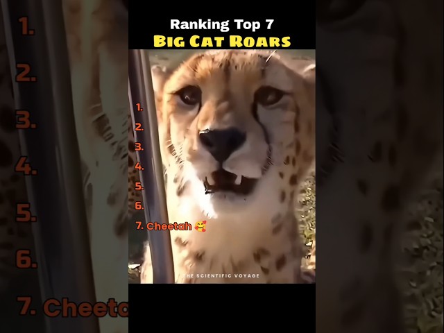 Big Cat Roars ☠️