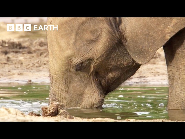 Uncovering the Secret Lives of Forest Elephants | BBC Earth