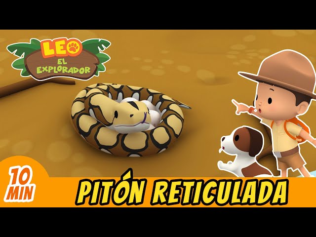 Pitón Reticulada | ¡Ayuda A La Pitón A Llegar A Casa! | Leo, El Explorador | Episodio Completo