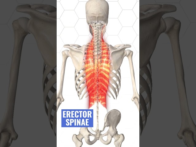 "Deadlifts Hurt My Back" Here's Why...