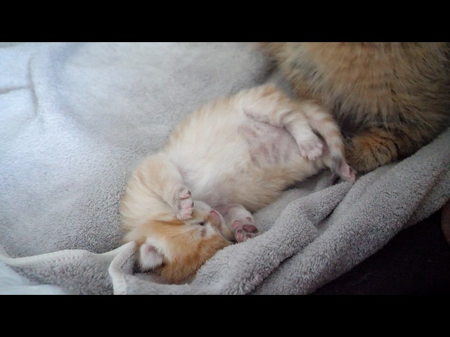 Cute little kitten that falls asleep while lying on its back…