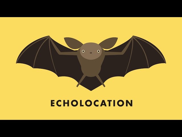 Echolocation