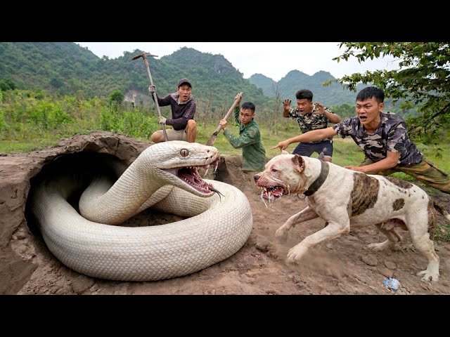 Brave Hunters Surrounded and Captured a Giant White Python