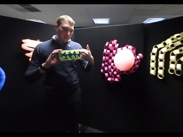 Flippin' Science- 360 Animal and Plant Cell
