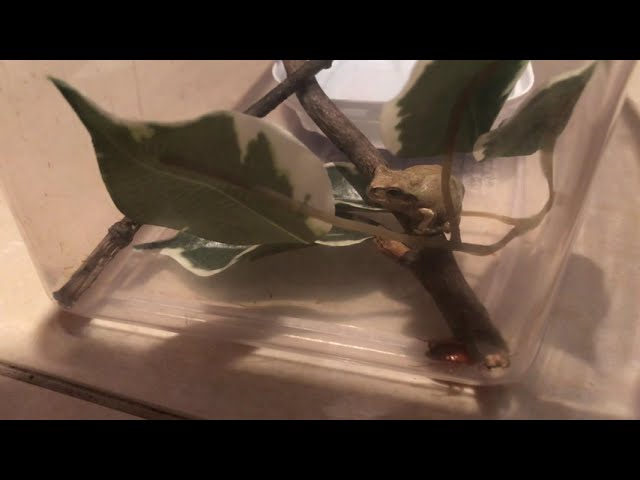 Japanese Tree Frog - Attempted Feeding (no action)