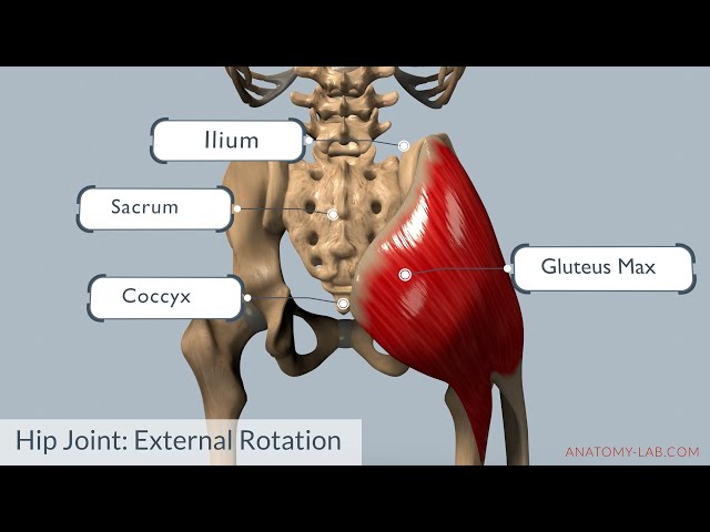 Understanding Hip External Rotation: Anatomy, Muscles, and Movement Explained