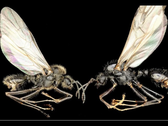 Skeptics Guide #1062