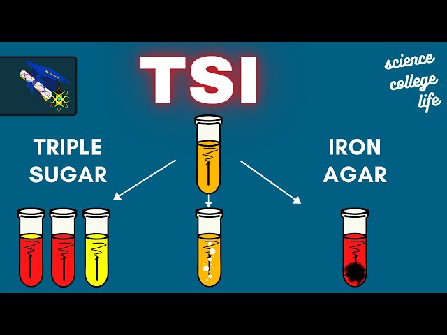 TSI | Prueba de agar hierro triple azúcar | Laboratorio de microbiología