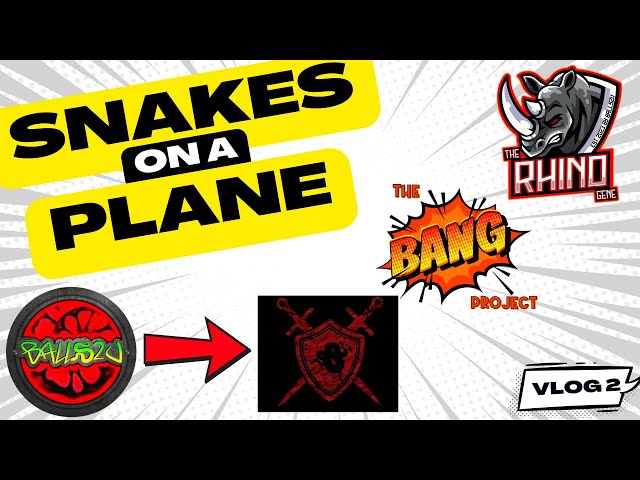 I SEND SNAKES TO THE USA AND UPDATES ON BANG AND RHINO PROJECTS, VLOG 2