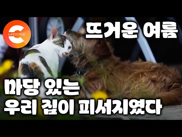 남들이 보기엔 번듯한 회사를 다니면서도 이런 집에 사는 걸 꿈꿨다. 강원도 외딴 마을에 들어와 자리 잡은 중년 부부의 똑소리나는 시골 정착기ㅣ우리집은 피서 맛집🏡ㅣ#한국기행