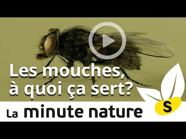FLIES, WHAT ARE THEY GOOD FOR? (No 53)