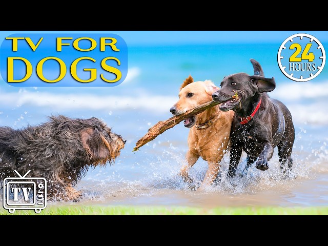Dog TV 24/7: Ultimate Dog Entertainment & Fun Videos Dog with Music for Dogs to Stop Boredom All Day
